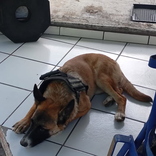 Foto del avistamiento de perro