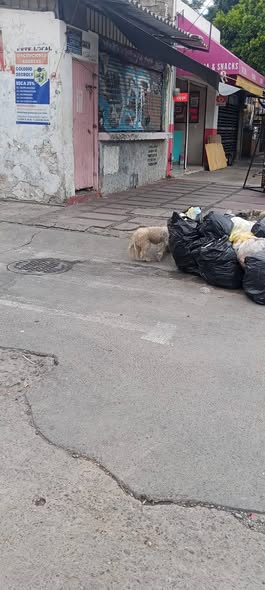 Foto del avistamiento de perro