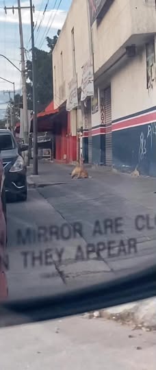 Foto del avistamiento de perro