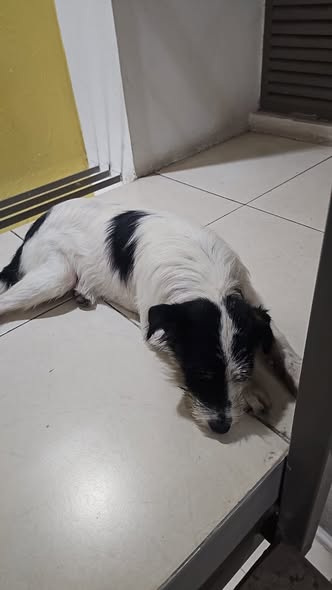 Dog sighting photo