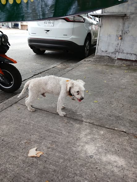 Foto del avistamiento de perro