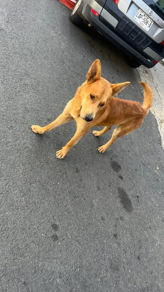 Foto del avistamiento de perro