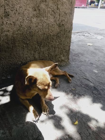 Foto del avistamiento de perro