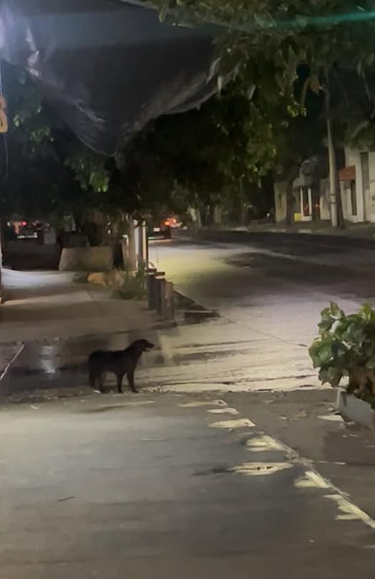 Dog sighting photo