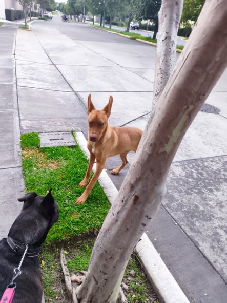 Dog sighting photo