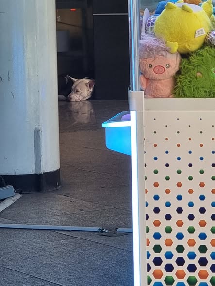 Foto del avistamiento de perro