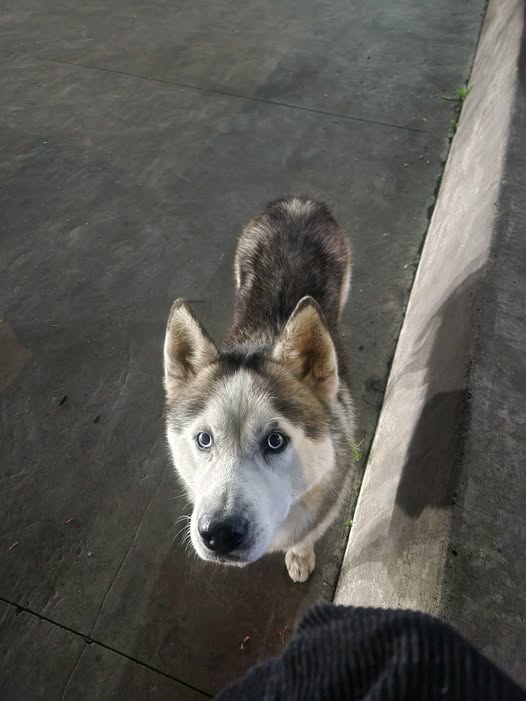Dog sighting photo