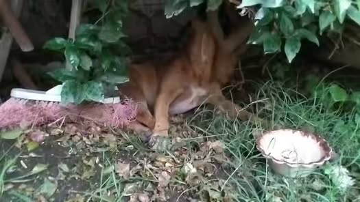Foto del avistamiento de perro