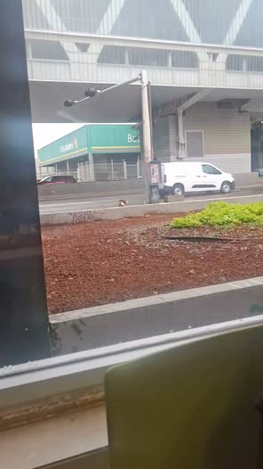 Dog sighting photo