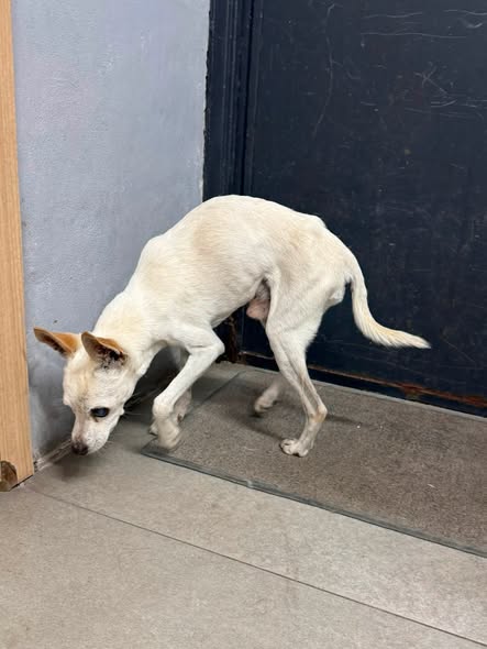 Foto del avistamiento de perro