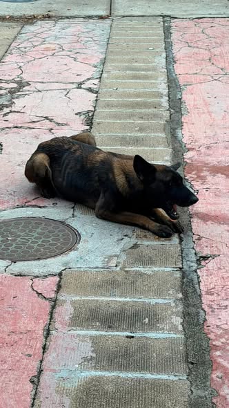 Foto del avistamiento de perro