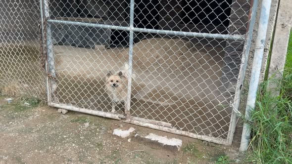 Foto del avistamiento de perro