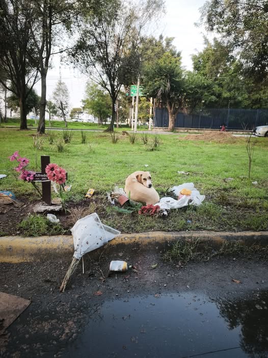 Foto del avistamiento de perro