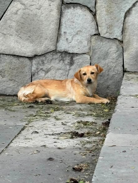 Dog sighting photo