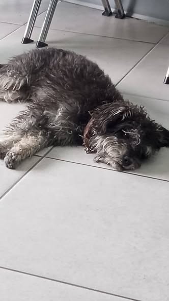 Foto del avistamiento de perro