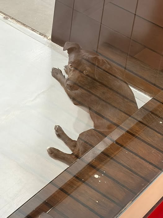 Dog sighting photo