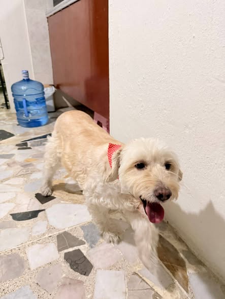 Foto del avistamiento de perro