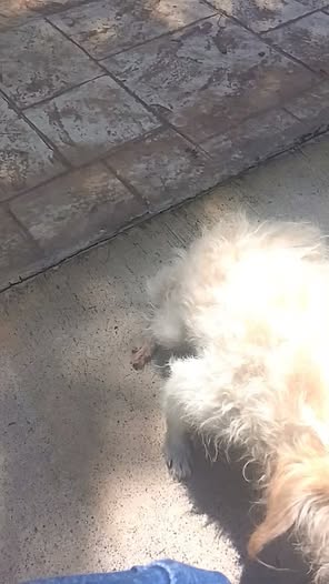 Foto del avistamiento de perro
