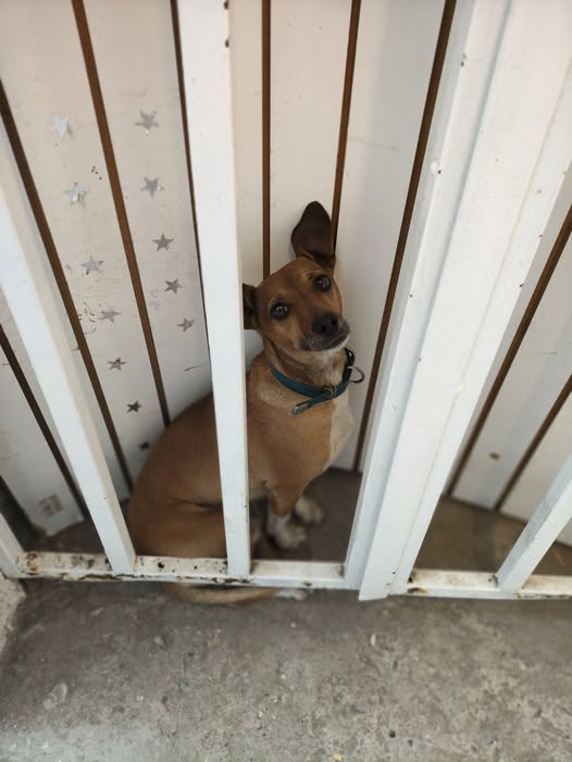 Dog sighting photo