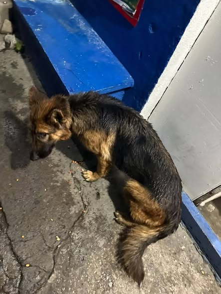 Dog sighting photo