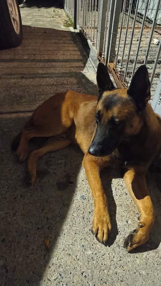 Foto del avistamiento de perro