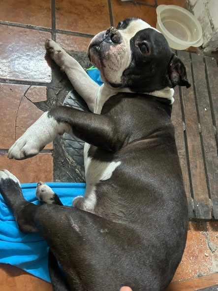 Foto del avistamiento de perro