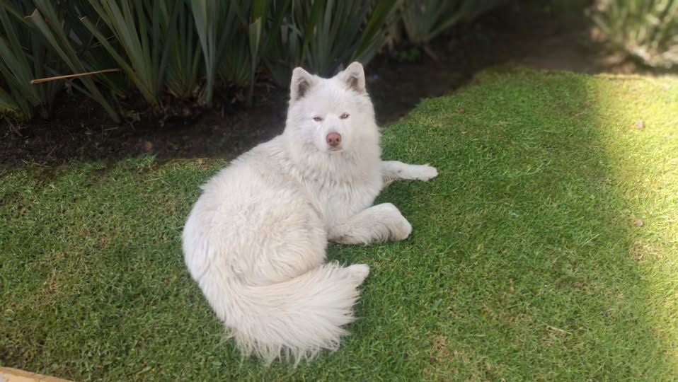 Foto del avistamiento de perro