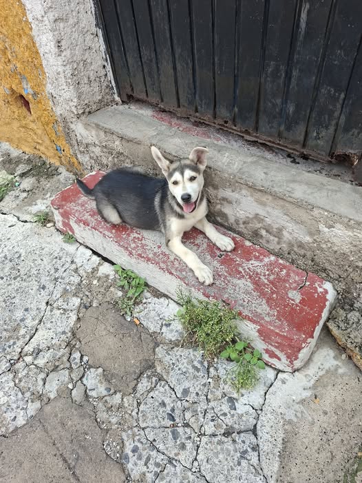 Foto del avistamiento de perro