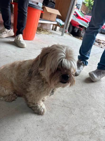 Foto del avistamiento de perro