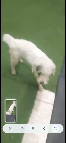 Dog sighting photo