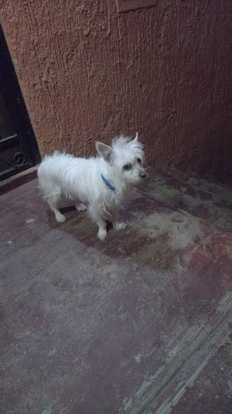 Dog sighting photo