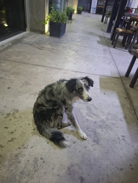 Foto del avistamiento de perro