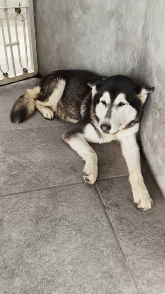 Foto del avistamiento de perro