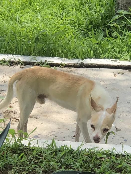 Dog sighting photo