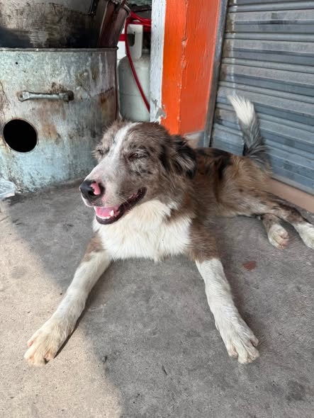 Foto del avistamiento de perro
