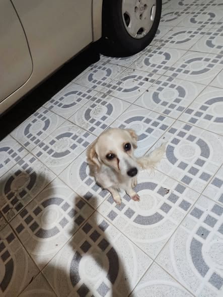 Foto del avistamiento de perro