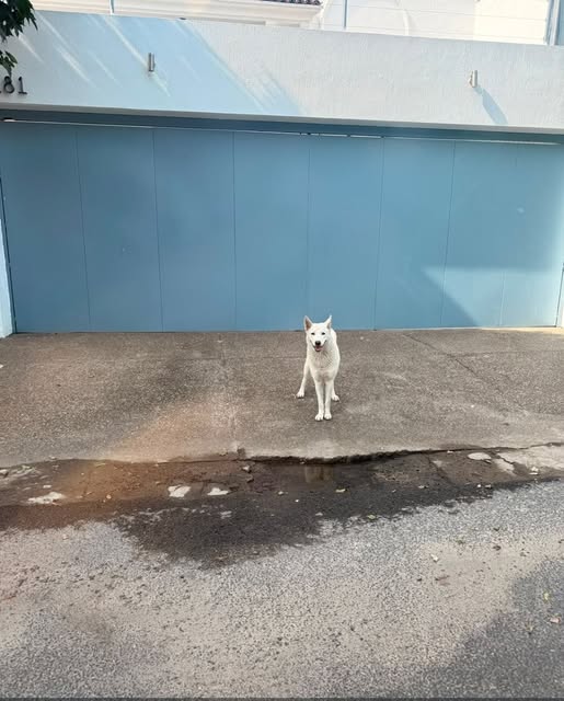 Dog sighting photo