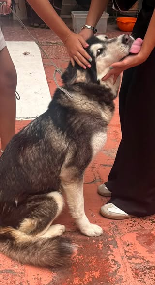 Dog sighting photo