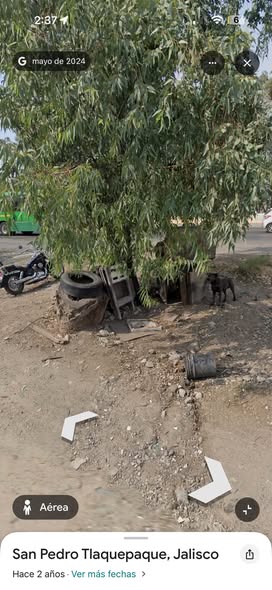 Foto del avistamiento de perro