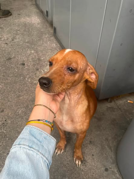 Foto del avistamiento de perro