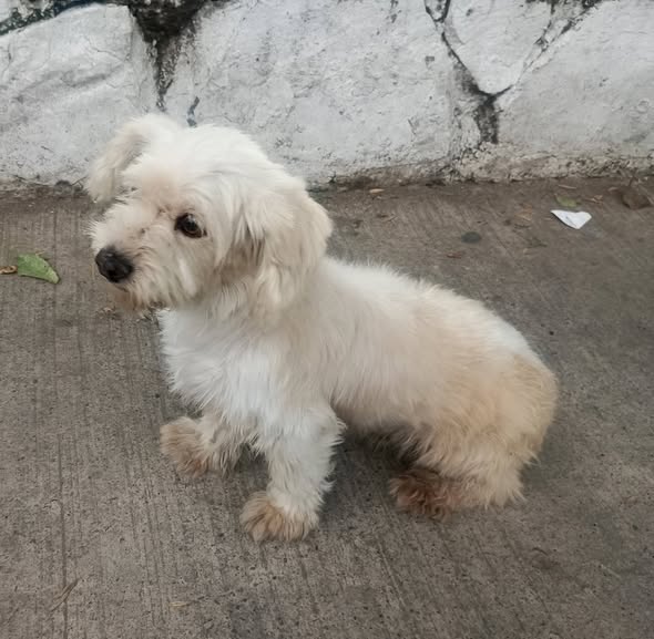 Foto del avistamiento de perro