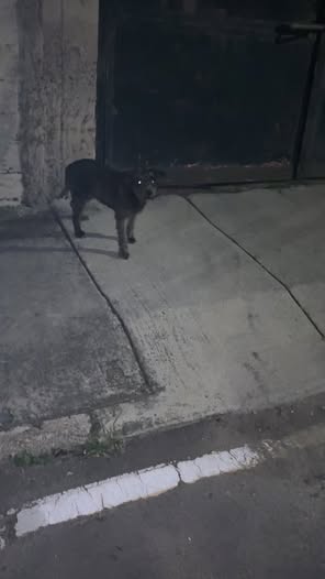Foto del avistamiento de perro