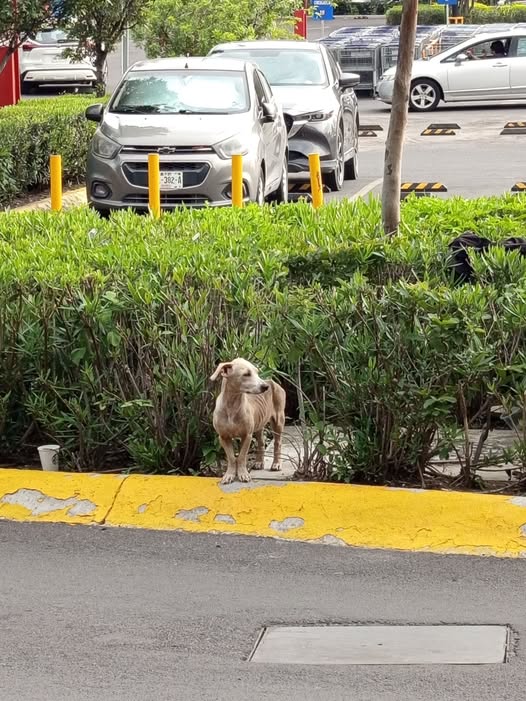 Dog sighting photo