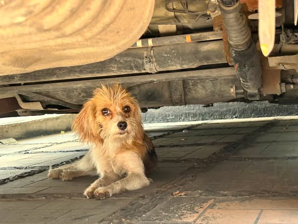 Foto del avistamiento de perro