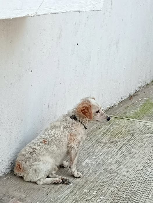 Foto del avistamiento de perro