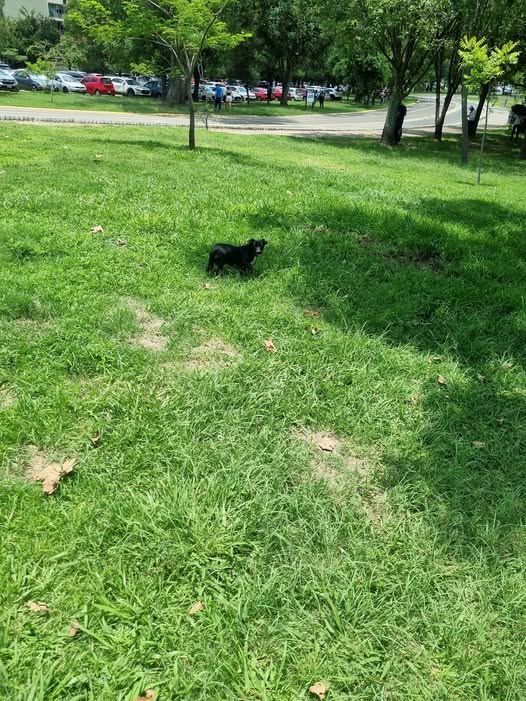 Foto del avistamiento de perro