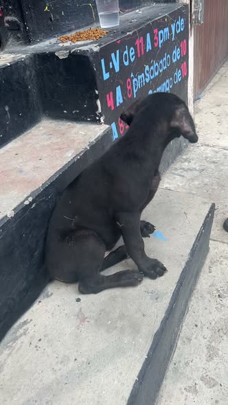 Foto del avistamiento de perro