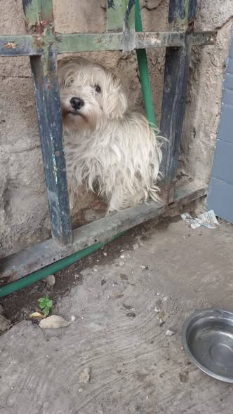 Foto del avistamiento de perro