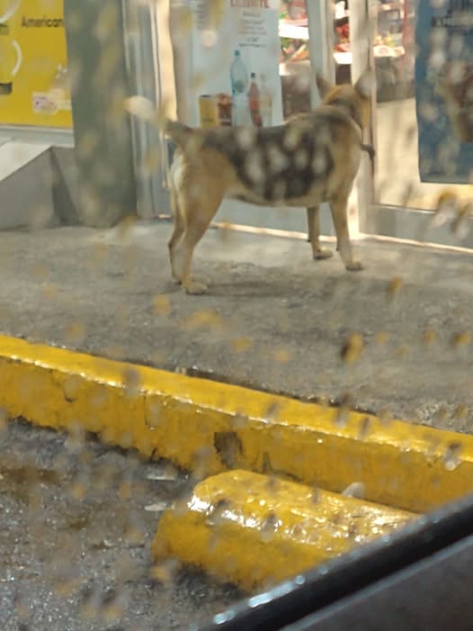 Foto del avistamiento de perro