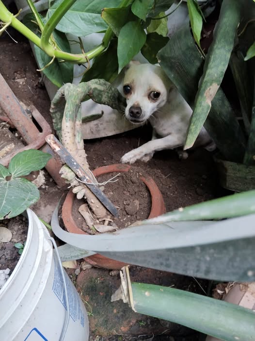 Foto del avistamiento de perro
